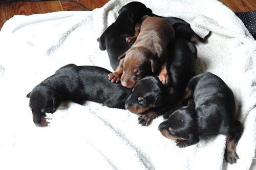 ドーベルマン　ブリーダー　子犬販売の専門店　AngelWan　大分　鳥取　栃木　長野