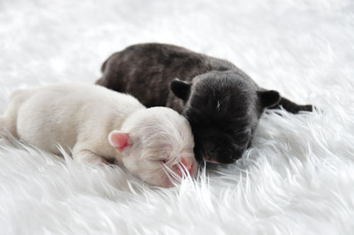 フレンチブルドッグ　ブリーダー　子犬販売の専門店　AngelWan　福岡　兵庫　愛知　三重