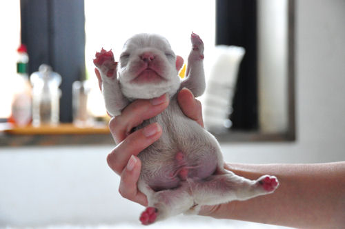 フレンチブルドッグ　ブリーダー　子犬販売の専門店　AngelWan　北海道　秋田　長野