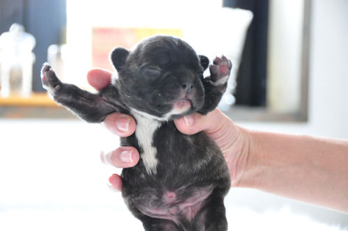 フレンチブルドッグ　ブリーダー　子犬販売の専門店　AngelWan　岩手　福島　宮城　茨城