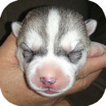 シベリアンハスキー　ブリーダー　子犬販売の専門店　AngelWan　横浜