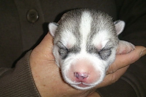 シベリアンハスキー　ブリーダー　子犬販売の専門店　AngelWan　和歌山　香川　長野