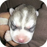 シベリアンハスキー　ブリーダー　子犬販売の専門店　AngelWan　横浜