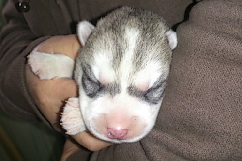 シベリアンハスキー　ブリーダー　子犬販売の専門店　AngelWan　戸塚区　瀬谷区　栄区