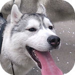 シベリアンハスキーの子犬 シルバー&ホワイト メス シベリアンハスキー ブリーダー 子犬販売の専門店 AngelWan 横浜