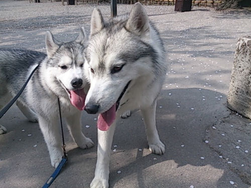 シベリアンハスキー 子犬情報 画像 シベリアンハスキー ブリーダー 子犬販売の専門店 AngelWan 宮城 茨城 東京 藤沢