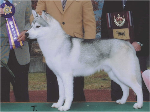 シベリアンハスキー　ブリーダー　子犬販売の専門店　AngelWan　熊本　福岡　大分