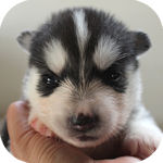 シベリアンハスキー　　ブリーダー　子犬販売の専門店　AngelWan　横浜