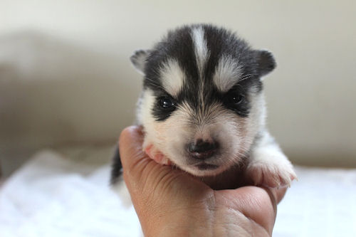 シベリアンハスキー　　ブリーダー　子犬販売の専門店　AngelWan　千葉　東京　神奈川