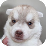 シベリアンハスキー　　ブリーダー　子犬販売の専門店　AngelWan　横浜