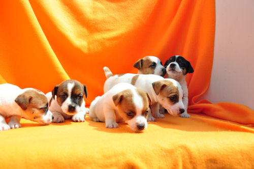 ジャックラッセルテリア　ブリーダー　子犬販売の専門店　AngelWan　戸塚　泉　瀬谷　旭