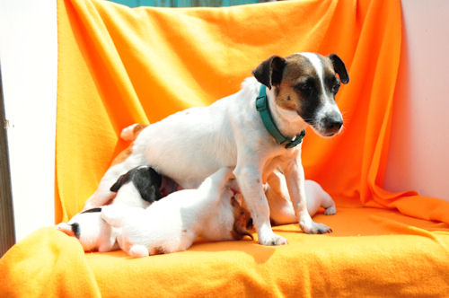 ジャックラッセルテリア　ブリーダー　子犬販売の専門店　AngelWan　港北区　都筑区