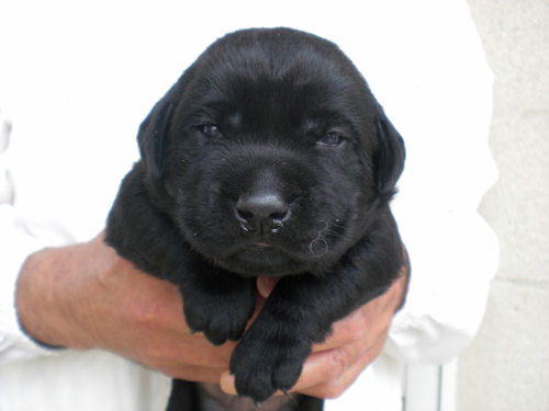 ラブラドールレトリバー　ブリーダー　子犬販売の専門店　AngelWan　湘南　町田　川崎