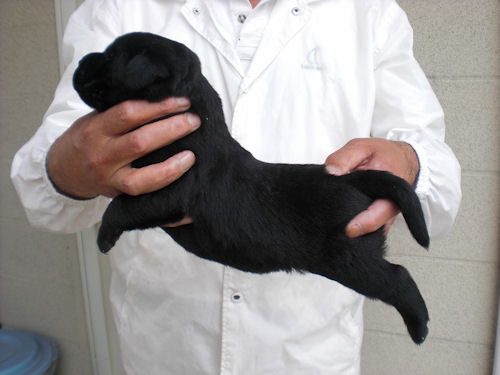 ラブラドールレトリバー　ブリーダー　子犬販売の専門店　AngelWan　戸塚　港北　都筑