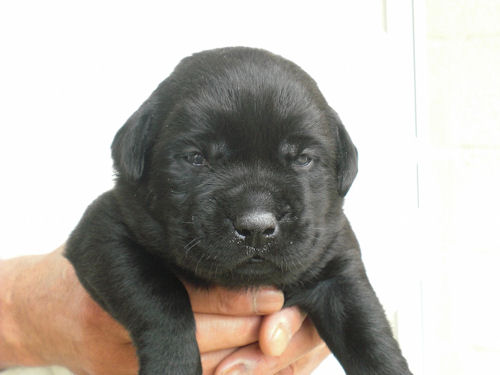 ラブラドールレトリバー　ブリーダー　子犬販売の専門店　AngelWan　福岡　兵庫　京都