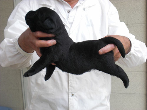 ラブラドールレトリバー　ブリーダー　子犬販売の専門店　AngelWan　福島　青森　秋田