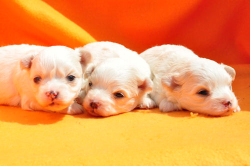 MIX　ブリーダー　子犬販売の専門店　AngelWan　福岡　兵庫　愛知　鳥取　東京　千葉