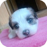 MIX　ブリーダー　子犬販売の専門店　AngelWan　横浜