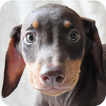 ドーベルマン レッドタン オス 子犬販売の専門店 AngelWan 横浜 神奈川県