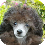 トイプードル　ブリーダー　子犬販売の専門店　ＡｎｇｅｌＷａｎ　横浜