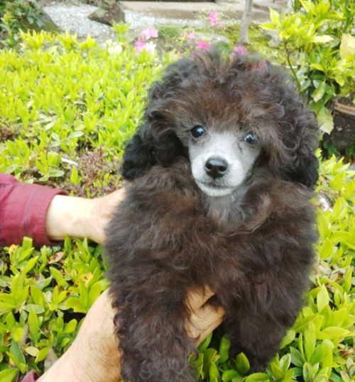 トイプードル　ブリーダー　子犬販売の専門店　ＡｎｇｅｌＷａｎ　茨城　埼玉　群馬　千葉　福島