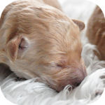 トイプードル　ブリーダー　子犬販売の専門店　AngelWan　横浜