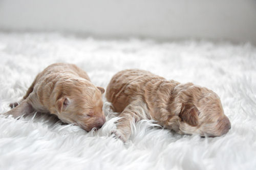 トイプードル　ブリーダー　子犬販売の専門店　AngelWan　藤沢　川崎　町田　相模原