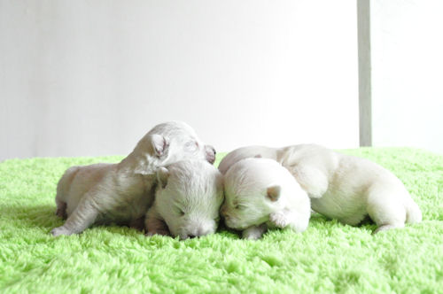 ウエスティー　ブリーダー　子犬販売の専門店　AngelWan　福岡　岡山　兵庫　愛知　熊本