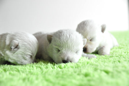 ウエスティー　ブリーダー　子犬販売の専門店　AngelWan　宮城　愛知　岐阜　三重　滋賀