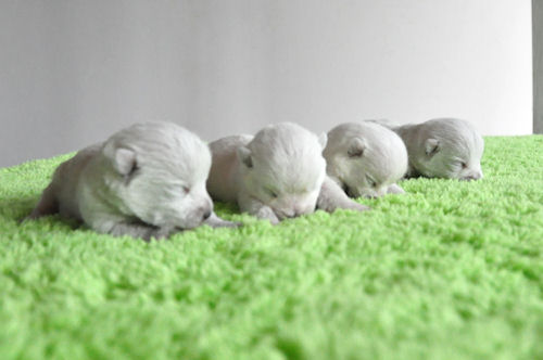 ウエスティー　ブリーダー　子犬販売の専門店　AngelWan　藤沢　町田　相模原　川崎