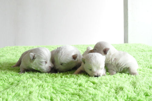 ウエスティー　ブリーダー　子犬販売の専門店　AngelWan　ペットショップ　東京　神奈川