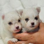 ミックス犬 ブリーダー子犬販売の専門店 Angel wan 横浜