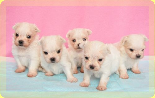 マルチーズ ブリーダー子犬販売の専門店 Angel wan 東京 神奈川 千葉