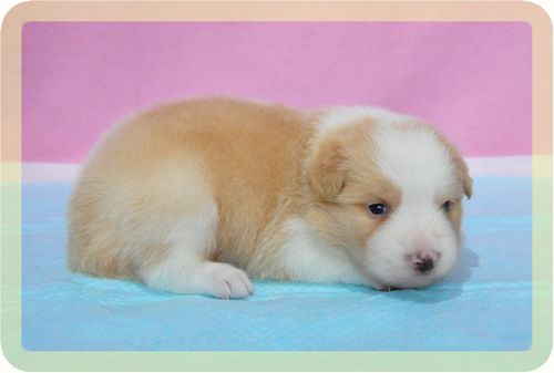 ボーダーコリー　ブリーダー子犬販売の専門店　Angel wan 東京　神奈川　千葉