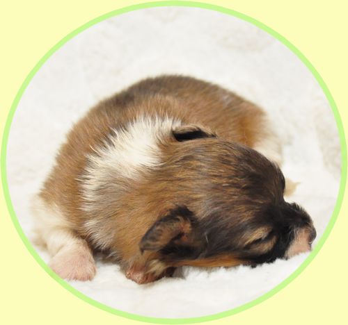 パピヨン ブリーダー子犬販売の専門店 Angel wan 東京 神奈川 千葉