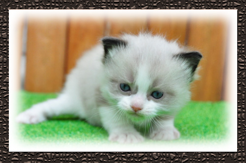 ラグドール　ブリーダー子犬販売Angel Wan　横浜