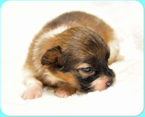 パピヨン ブリーダー子犬販売の専門店 Angel wan 東京 神奈川 千葉