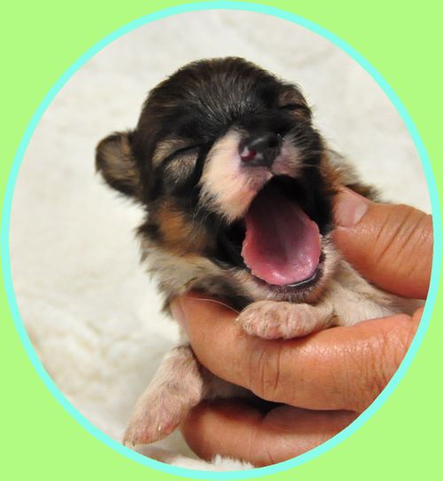 パピヨン ブリーダー子犬販売の専門店 Angel wan 東京 神奈川 千葉