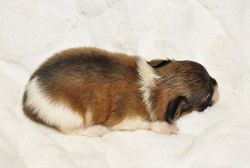 パピヨン ブリーダー子犬販売の専門店 Angel wan 東京 神奈川 千葉