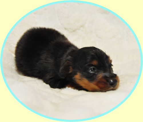 ミニチュアダックスフンド ブリーダー子犬販売の専門店 Angel wan 東京 神奈川 千葉