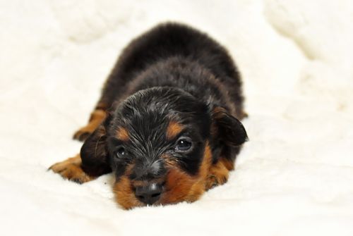 ミニチュアダックスフンド ブリーダー子犬販売の専門店 Angel wan 東京 神奈川 千葉