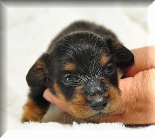 ミニチュアダックスフンド ブリーダー子犬販売の専門店 Angel wan 東京 神奈川 千葉