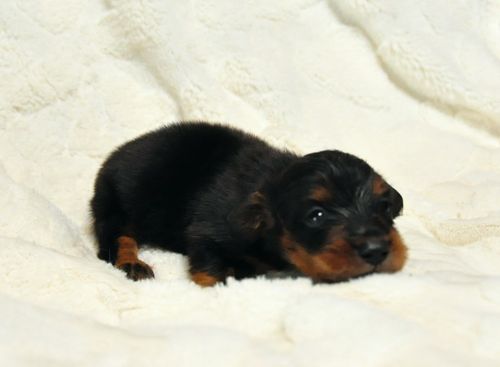 ミニチュアダックスフンド ブリーダー子犬販売の専門店 Angel wan 東京 神奈川 千葉