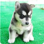 犬種　ブリーダー子犬販売専門店　Angel wan 横浜