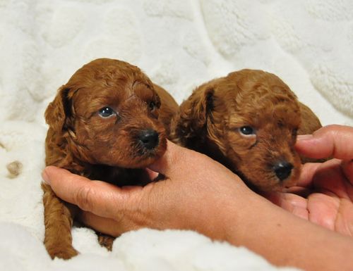 トイプードル　ブリーダー子犬販売の専門店　Angel wan 東京　神奈川　千葉