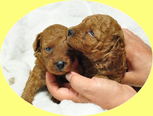 トイプードル　ブリーダー子犬販売の専門店　Angel wan 東京　神奈川　千葉