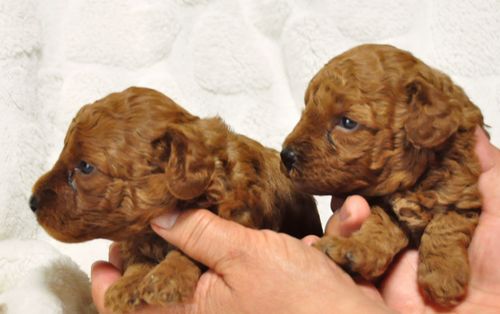 トイプードル　ブリーダー子犬販売の専門店　Angel wan 東京　神奈川　千葉