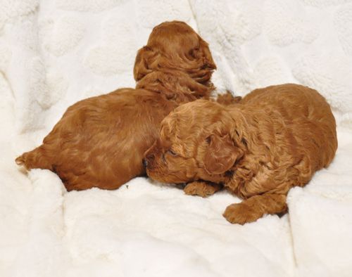 トイプードル　ブリーダー子犬販売の専門店　Angel wan 東京　神奈川　千葉