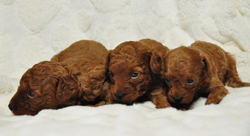 トイプードル　ブリーダー子犬販売の専門店　Angel wan　東京　神奈川　千葉