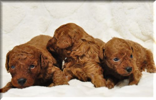 トイプードル　ブリーダー子犬販売の専門店　Angel wan 東京　神奈川　千葉